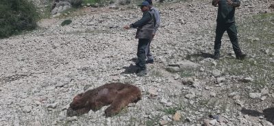 دستگیری شکارچیان خرس در ایلام
