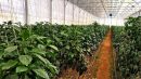 سرمایه گذاری ۲۵۰ میلیارد تومانی برای توسعه زیرساخت های گلخانه و کشاورزی نوین استان ایلام