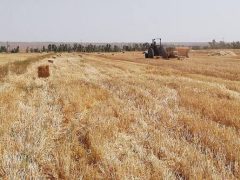 ارقام جدید گندم و جو دیم ظرفیت افزایش تولید در ایلام را دارند