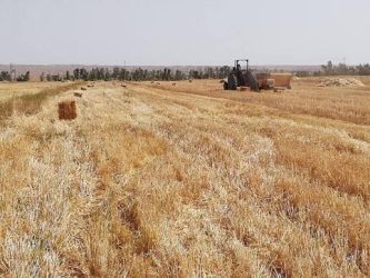 ارقام جدید گندم و جو دیم ظرفیت افزایش تولید در ایلام را دارند