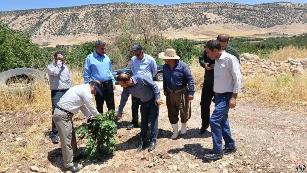 تأمین اعتبار برای ادامه توسعه باغات دیم ایلام در سال جاری پیگیری می‌شود , مریم بالوی فیلی خبرنگار نودادامروز