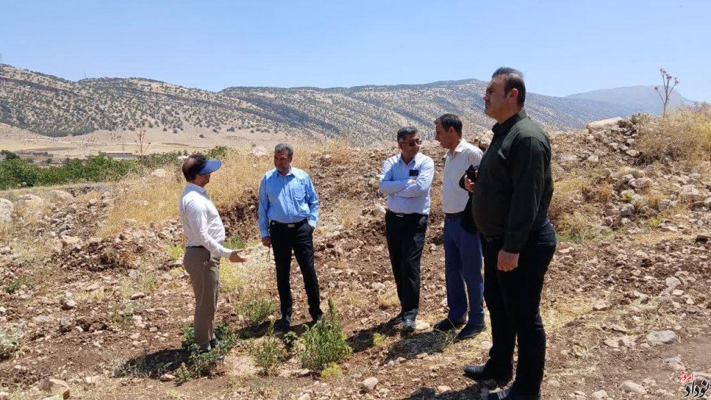 تأمین اعتبار برای ادامه توسعه باغات دیم ایلام در سال جاری پیگیری می‌شود , مریم بالوی فیلی خبرنگار نودادامروز