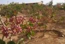آغاز برداشت پسته از ۱۸۲ هکتار باغات ایلام