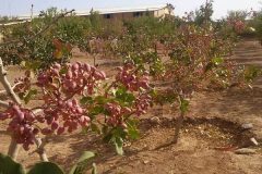 آغاز برداشت پسته از ۱۸۲ هکتار باغات ایلام