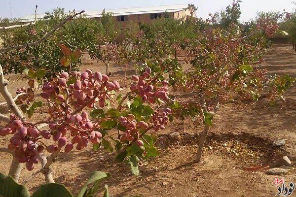 آغاز برداشت پسته از ۱۸۲ هکتار باغات ایلام