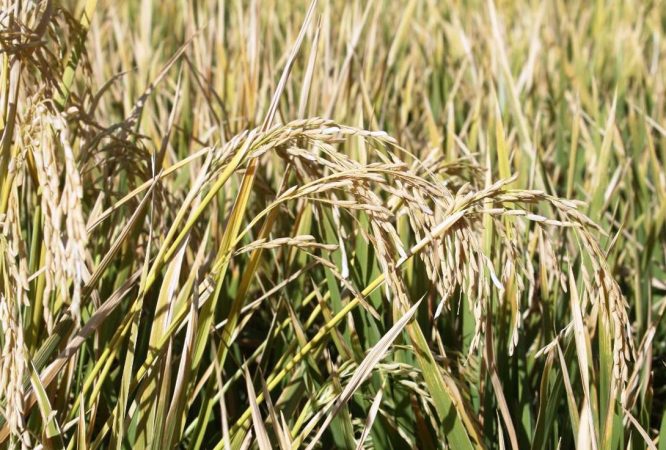 آغاز برداشت برنج از یک هزار و ۵۰۰ هکتار شالیزار سیروان